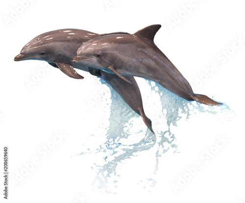 Grey dolphins isolated