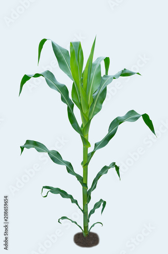 Corn plant isolated. Maize Isolated on white.