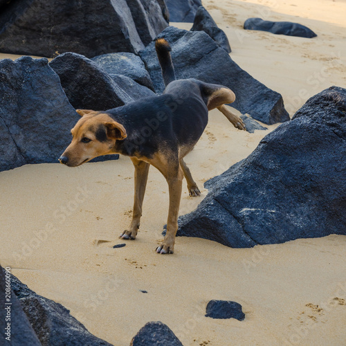 Fotografi Stray beach dog urinating on black rocks at John Obey Beach, Sierra Leone, Afric