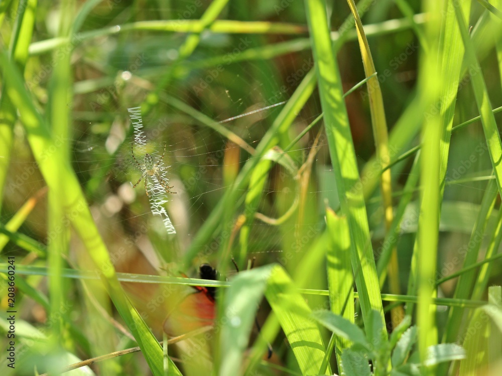 Sehr junge Wespenspinne (Argiope bruennichi) im Netz Sehr junge Wespenspinne (Argiope bruennichi) im Netz