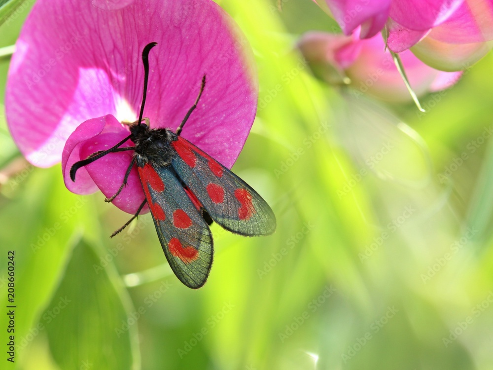Obraz premium Beilfleck-Widderchen (Zygaena loti) i Breitblättriger Platterbse (Lathyrus latifolius)