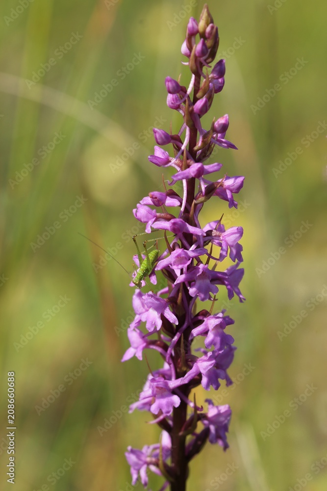 Obraz premium Larve der Gemeinen Sichelschrecke (Phaneroptera falcata) auf Mücken-Händelwurz (Gymnadenia conopsea) 