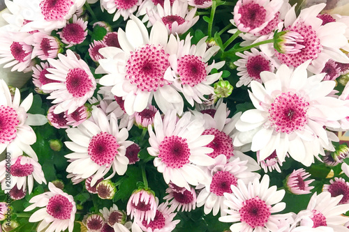 Pink white chrysanthemum flowers