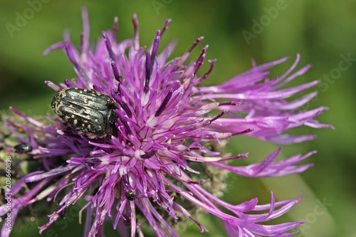 Trauer-Rosenkäfer (Oxythyrea funesta) auf Skabiosen-Flockenblume