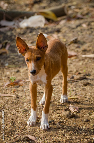 Portrait of beautiful young mixed race stray dog in Sierra Leone  Africa