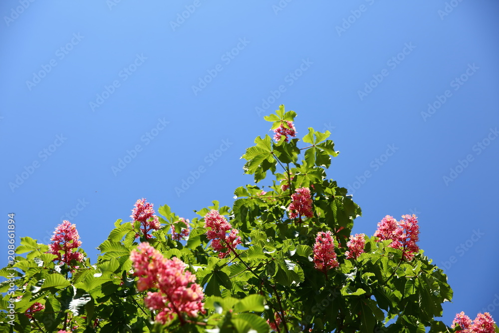 Kasztan - Pospolite drzewo wiosną podczas okresu kwitnięcia. - obrazy, fototapety, plakaty 