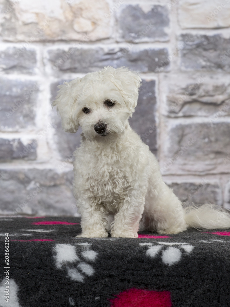 Coton de Tulear dog portrait in a studio with background textures.