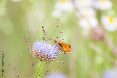 Small Skipper Butterfly (Thymelicus sylvestris) sitting on a plant . 