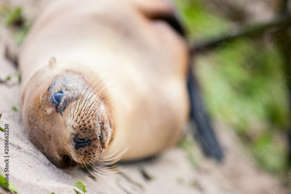 Naklejka premium Lew morski