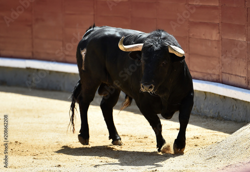 bull black in spanish bullring with big horns