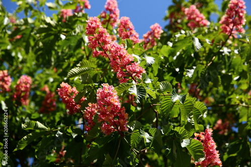 Kasztan - Pospolite drzewo wiosną podczas okresu kwitnięcia.