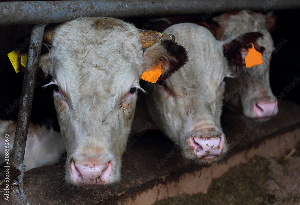 Cows at the Cattle Farm