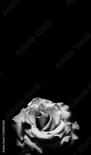 Black and white rose on black background