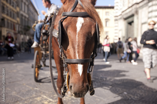The head of a horse harnessed in a stroller The background is blurred
