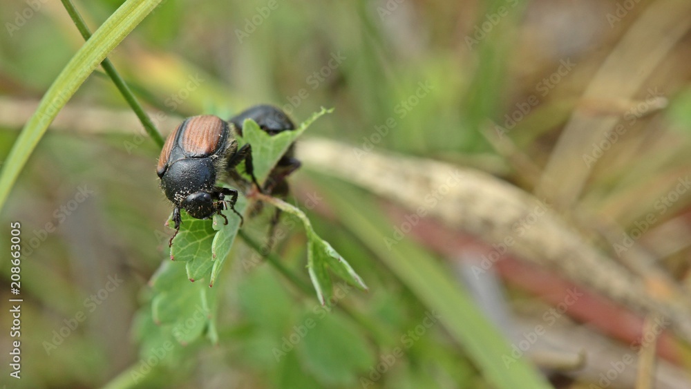 Geränderte Seidenkäfer (Omaloplia ruricola) an Kleinem Wiesenknopf fressend
Geränderte Seidenkäfer (Omaloplia ruricola) an Kleinem Wiesenknopf fressend