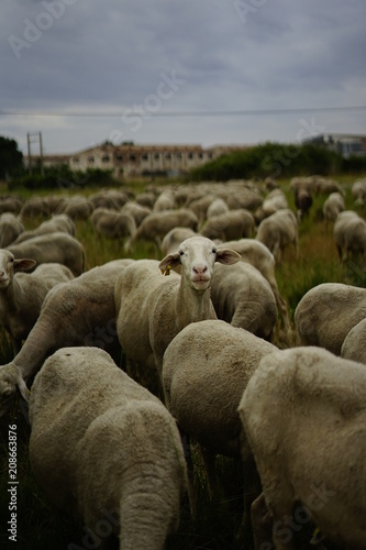 cabras y pasto