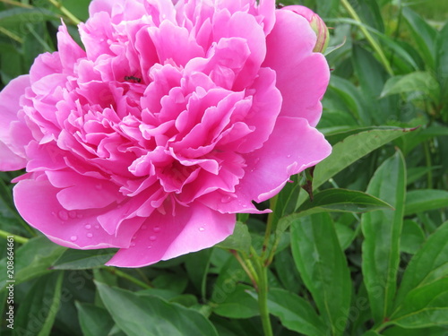 pink peonies