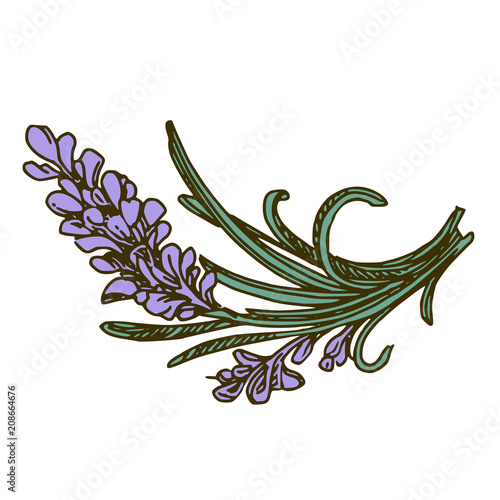 Aroma flowers. Lavender. Color. Engraving style. Vector illustration.