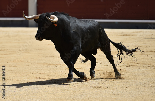 bull black in spanish bullring with big horns © alberto