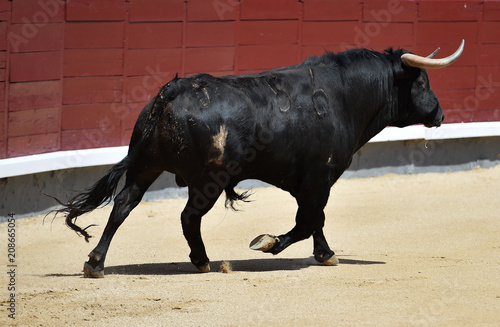 bull black in spanish bullring with big horns