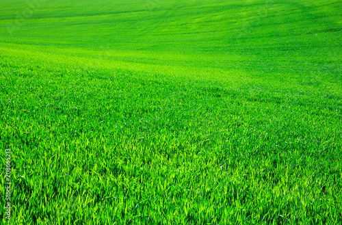 green grass on green background