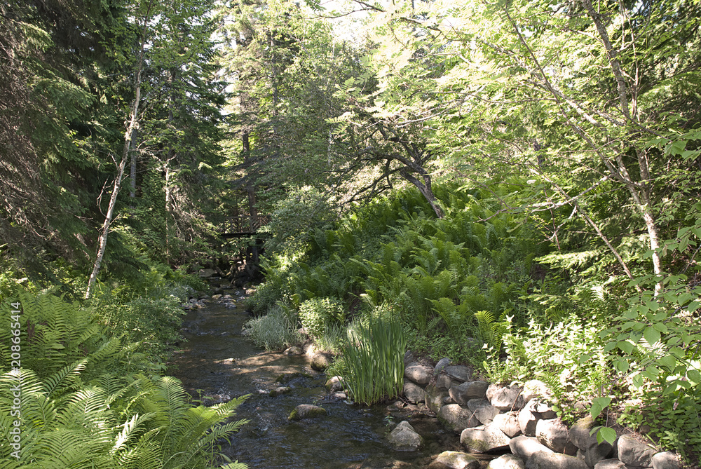 Fototapeta premium un ruisseau dans le bois