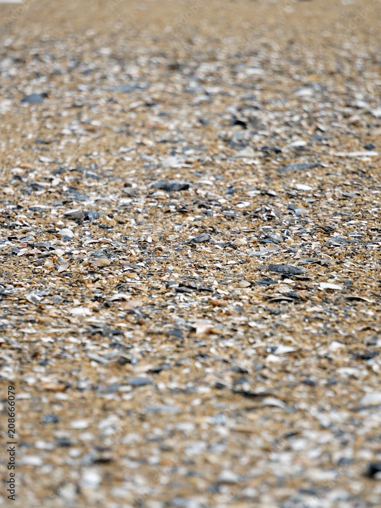 Shell Fragments on a Beach Shell Fragments on a Beach