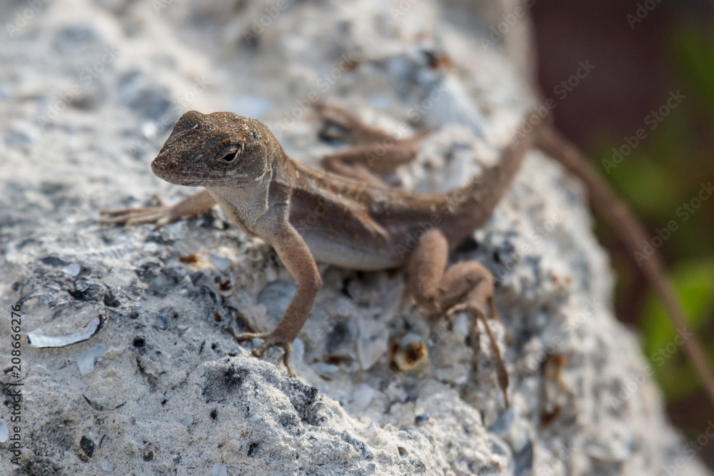 Fototapeta premium Brown anole (Anolis sagrei)