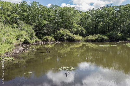 Spotted at Six Mile Cypress Slough Preserve, Fort Myers, Florida