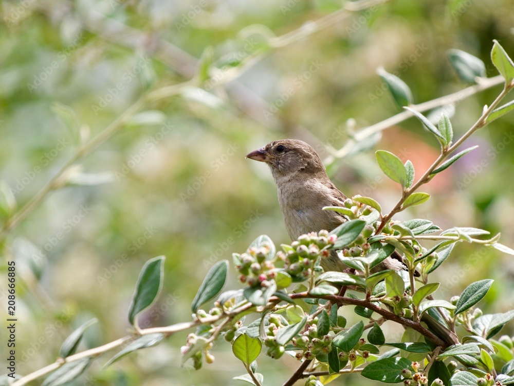Oiseau Oiseau