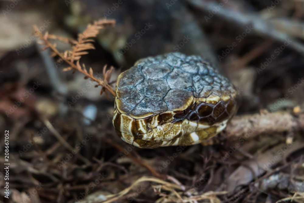 Cottonmouth (Agkistrodon piscivorus) Cottonmouth (Agkistrodon piscivorus)