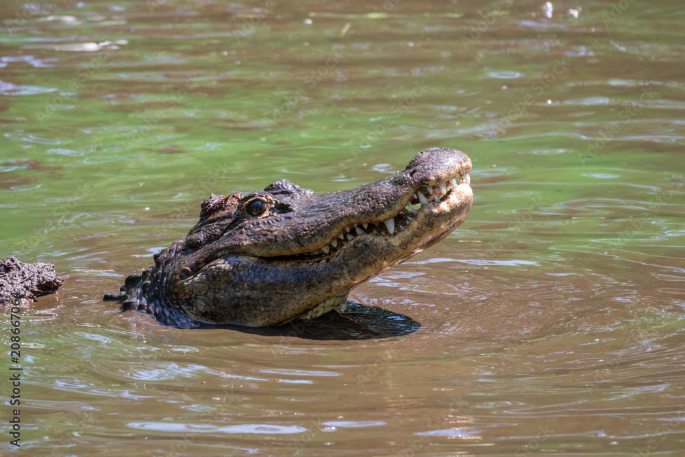 American Alligator, Alligator mississippiensis American Alligator, Alligator mississippiensis
