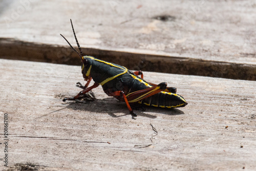 Eastern lubber grasshopper, Romalea microptera photo