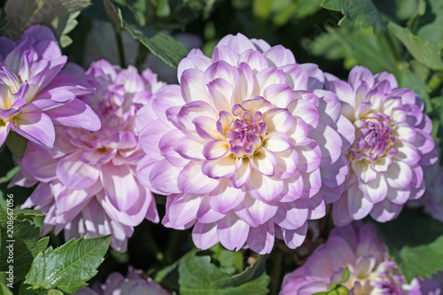 Fototapeta Naklejka Na Ścianę i Meble -  Dahlien, Dahlias