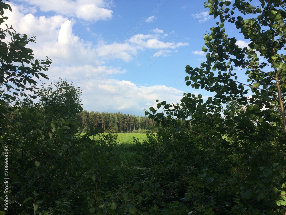 Obraz premium Ferns cover the forest floor in sunny summer day. Russia