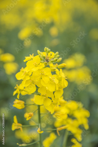 Blooming yellow rapeseed close up, vertical picture