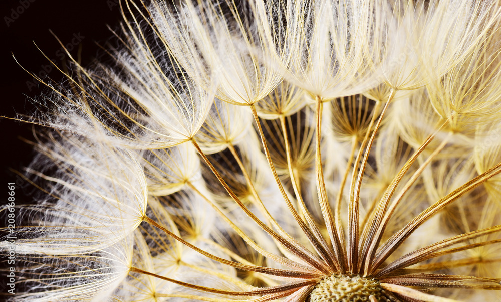 Dandelion flower background 