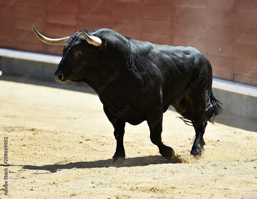 toro negro español toro negro español