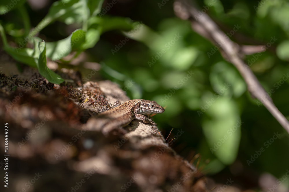 Naklejka premium Mauereidechse