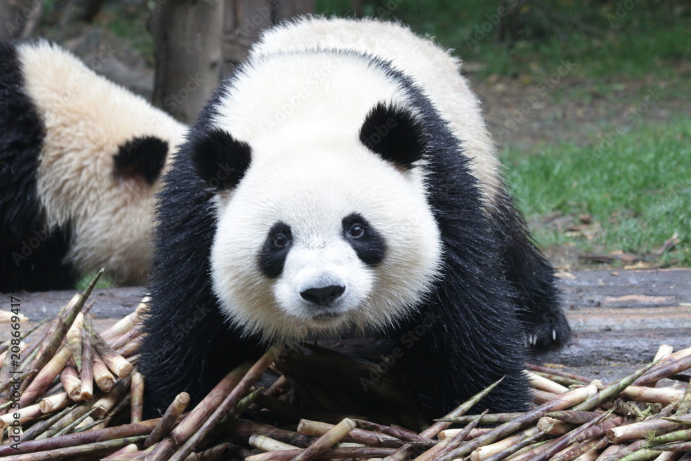 Happy Panda Cub eats Bamboo Shoot, Chengdu ,China Happy Panda Cub eats Bamboo Shoot, Chengdu ,China