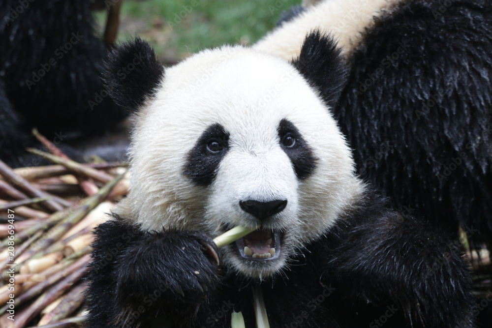 Obraz premium Happy Panda Cub eats Bamboo Shoot, Chengdu ,China
