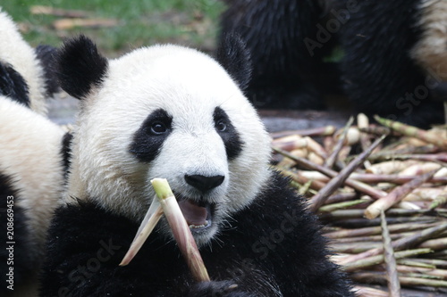 Fototapeta Naklejka Na Ścianę i Meble -  Happy Panda Cub eats Bamboo Shoot, Chengdu ,China