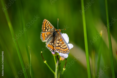 Marsh fritillary butterfly on a cuckoo flower