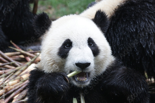 Happy Panda Cub eats Bamboo Shoot, Chengdu ,China