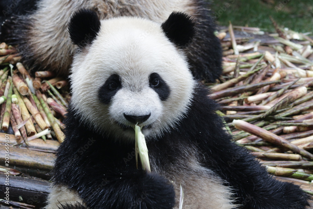 Fototapeta premium Little Fluffy Panda Cub on the Pile of Bamboo Shoot, Chengdu, China