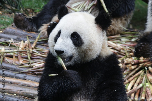 Fototapeta Naklejka Na Ścianę i Meble -  Little Fluffy Panda Cub on the Pile of Bamboo Shoot, Chengdu, China