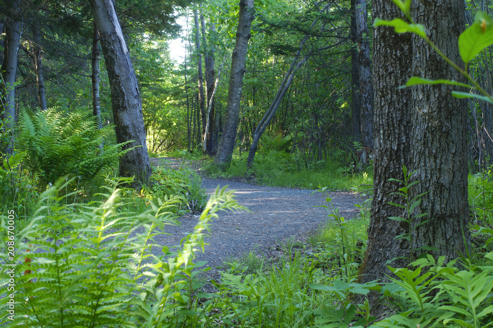 Obraz premium forest landscape woodland path hiking green environment wild nature