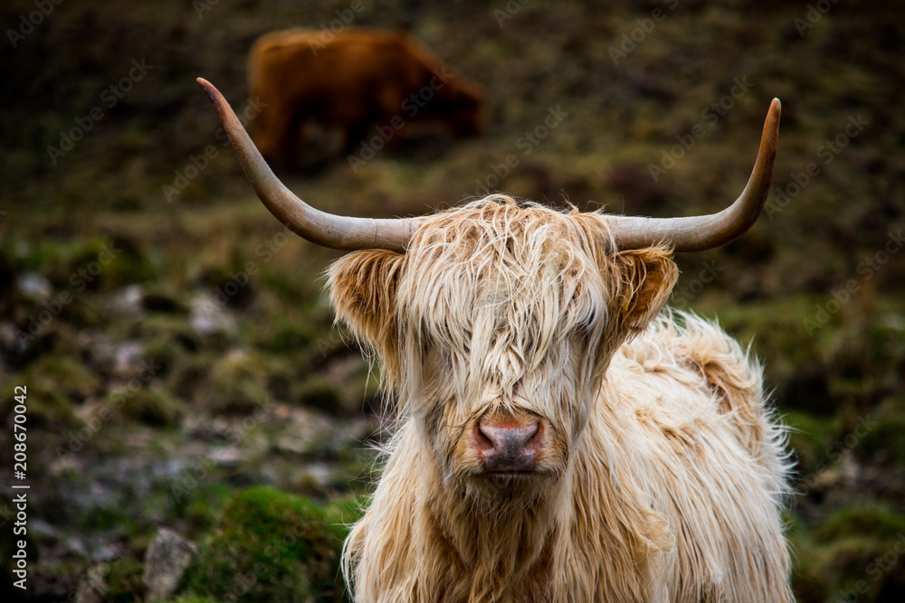 A close up of a brown highland cow A close up of a brown highland cow