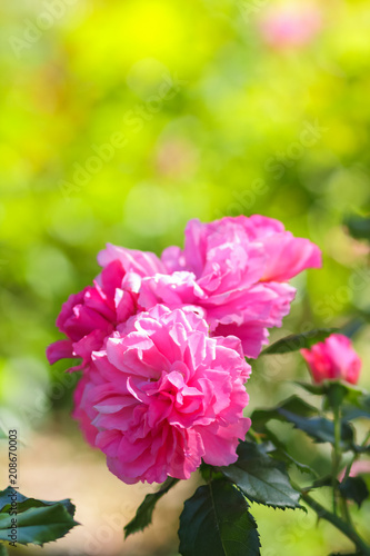 Pink roses bloom in the garden  pink roses on a blurred background  flowers with copy space  bouquet preparation  spring garden  art