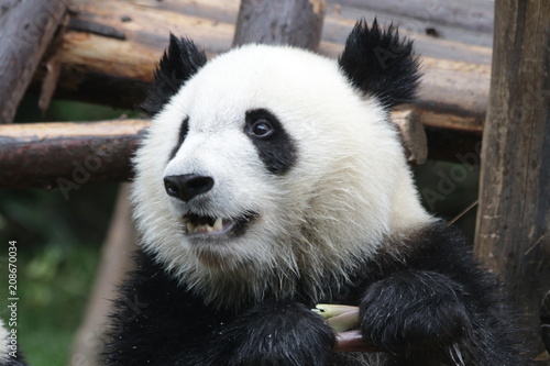 Fototapeta Naklejka Na Ścianę i Meble -  Little Fluffy Panda Cub on the Pile of Bamboo Shoot, Chengdu, China